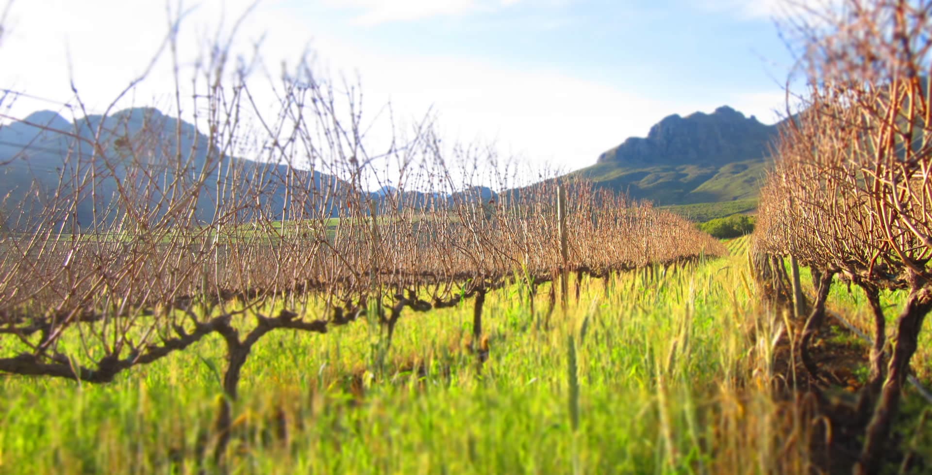 Haskell Vineyards stellenbosch review