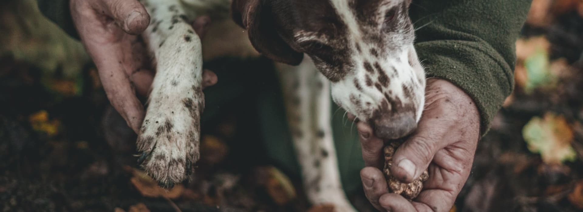 white truffle hunting tour tuscany San Miniato