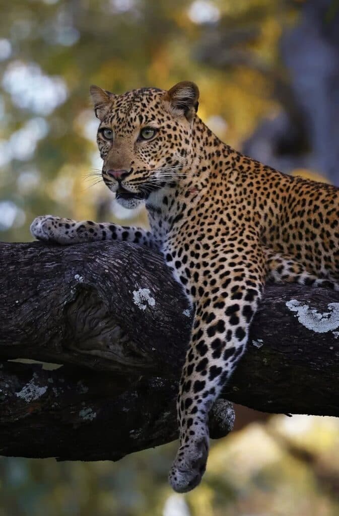 Chichele Presidential: Walking into the Wild in Zambia