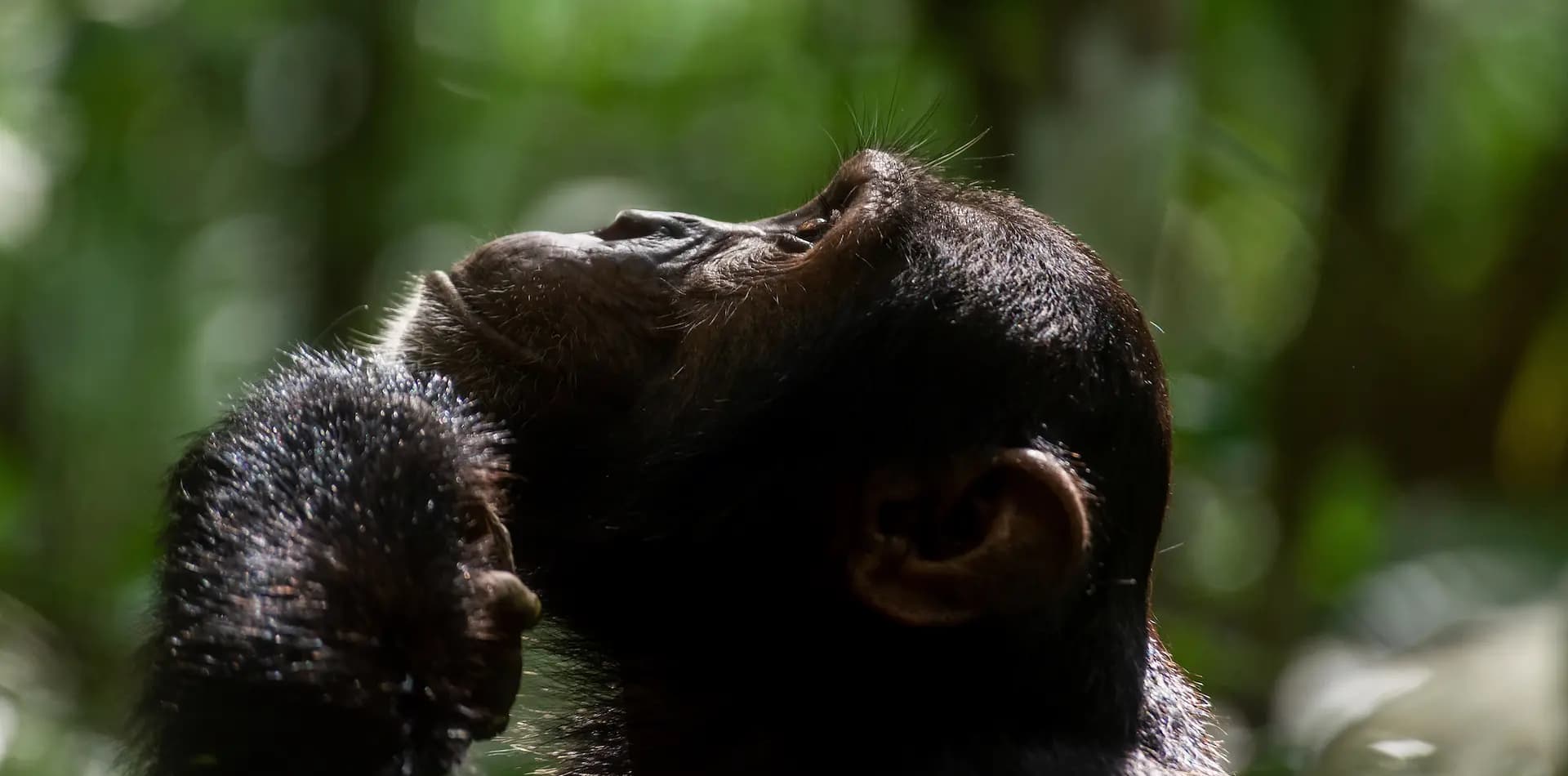 Inside Pabidi Lodge, Uganda’s New Luxury Base for Budongo Forest Chimpanzee Safaris